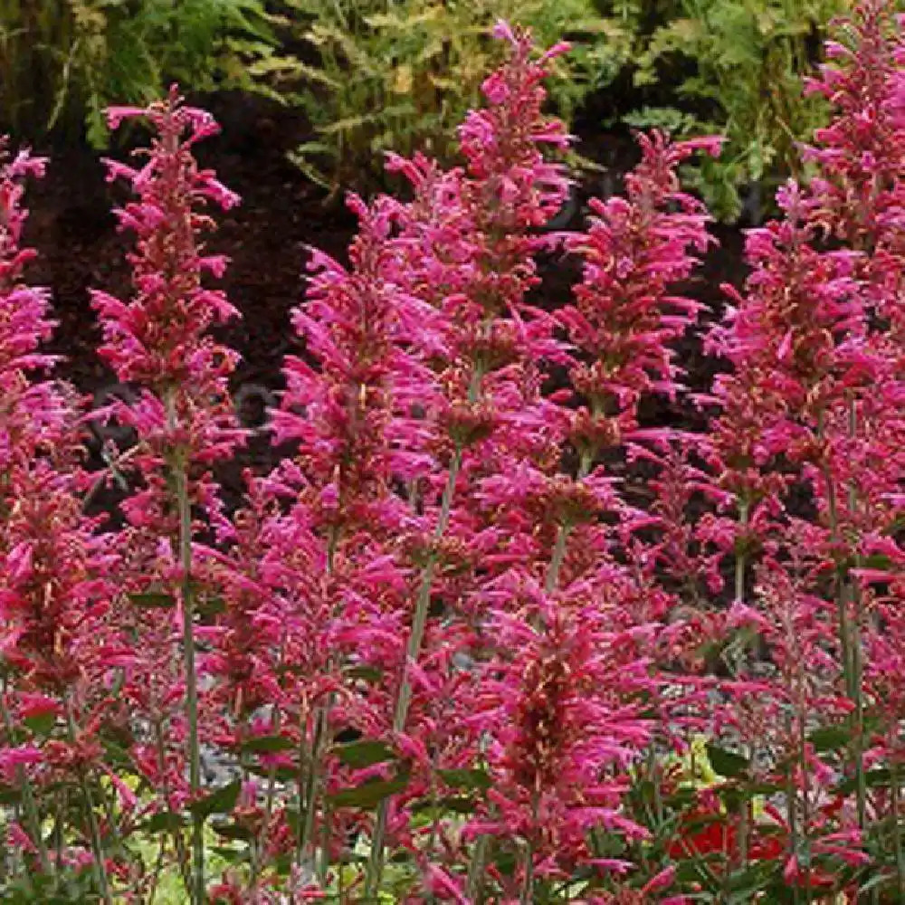 AGASTACHE 'Morello'