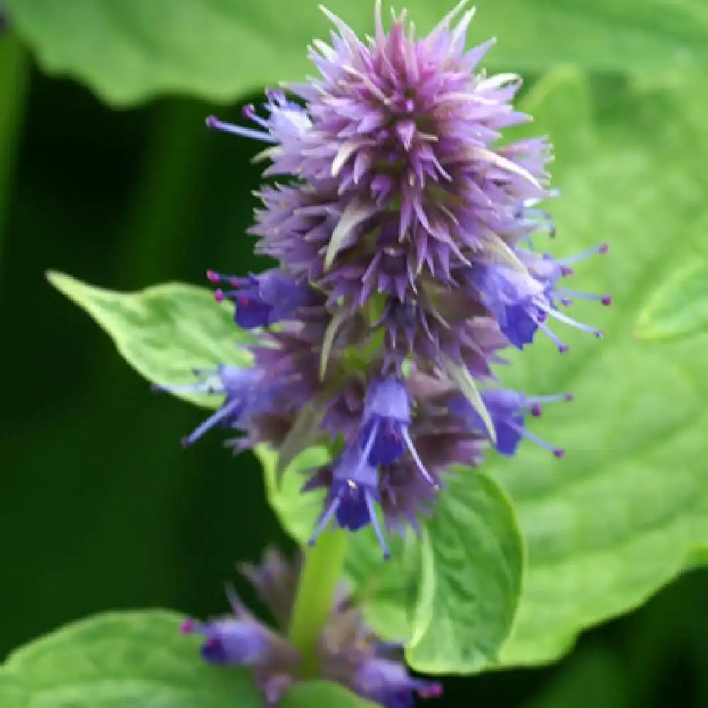 AGASTACHE rugosa