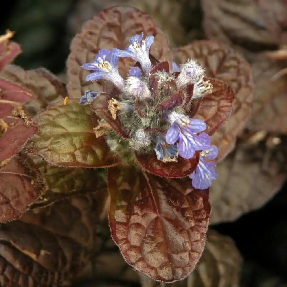 AJUGA reptans 'Atropurpurea'