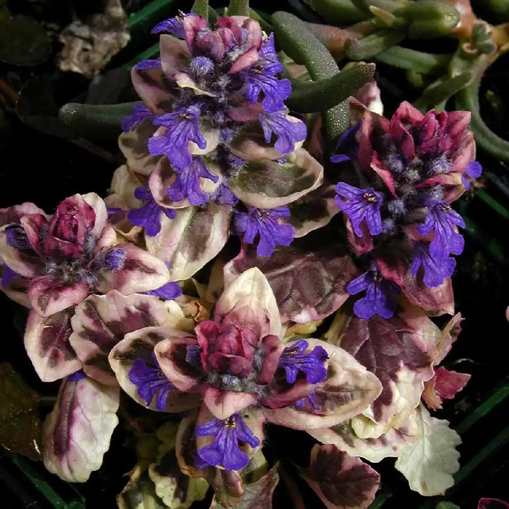 AJUGA reptans 'Burgundy Glow'