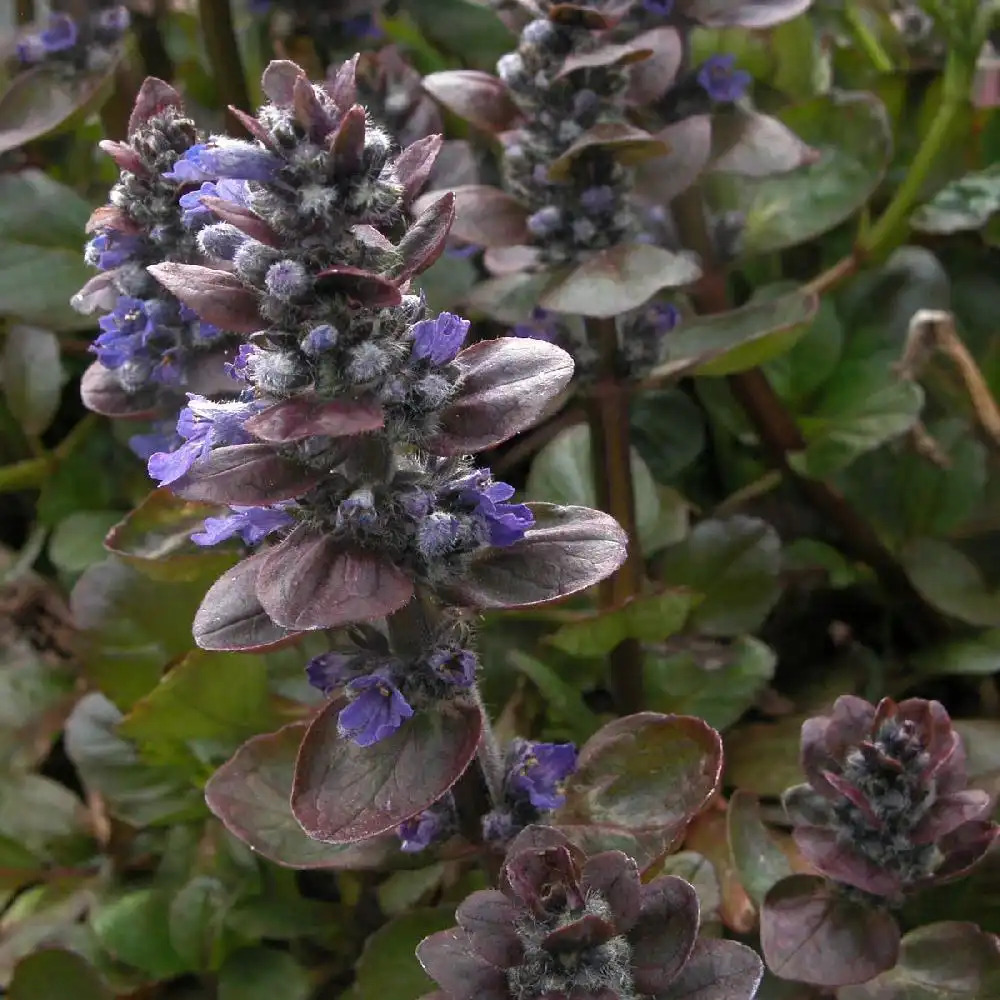 AJUGA reptans 'Catlin's Giant'