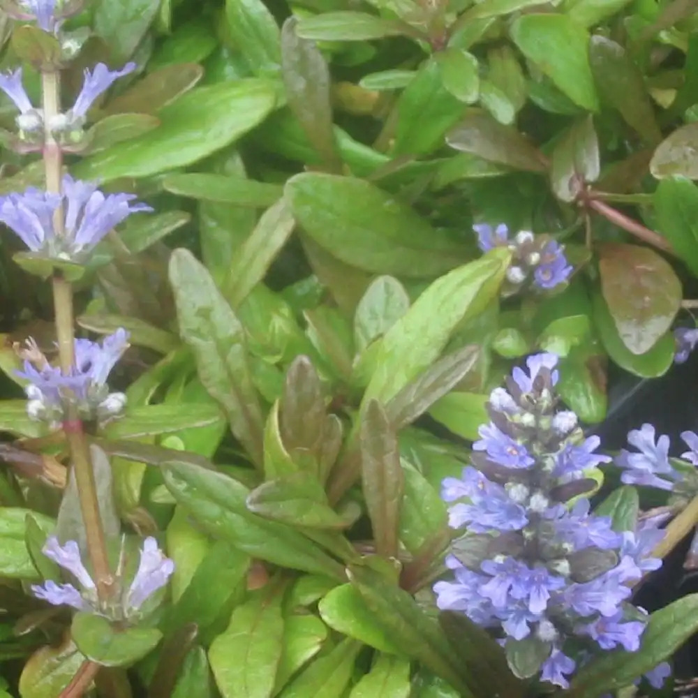 AJUGA reptans 'Chocolate Chip'