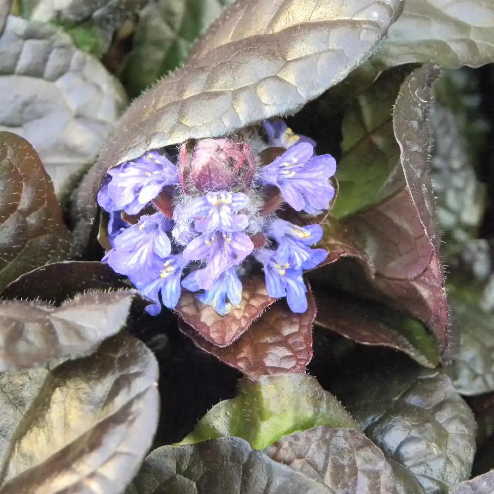 AJUGA reptans 'Elmblut'