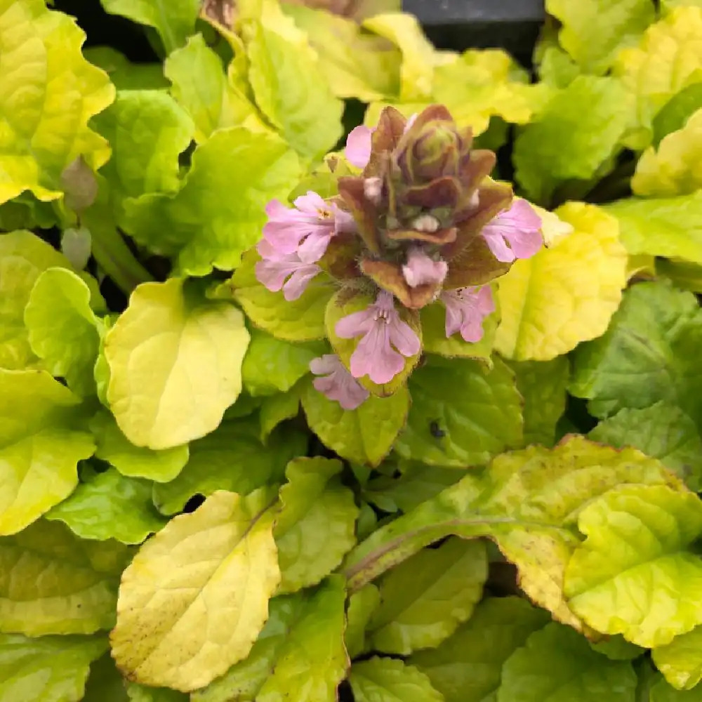 AJUGA reptans 'Gold Chang'�