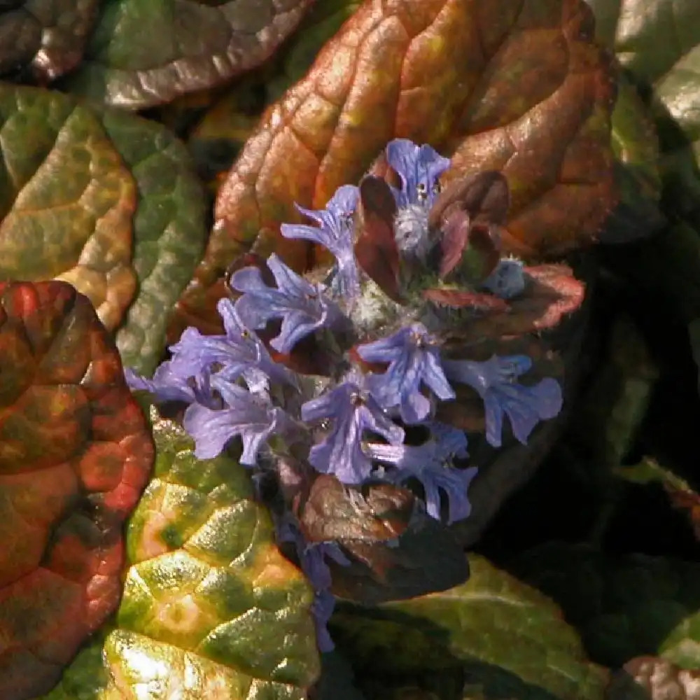 AJUGA reptans 'Multicolor'