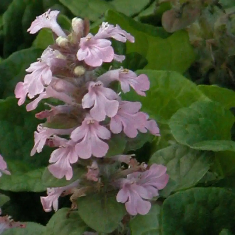 AJUGA reptans 'Rosea'