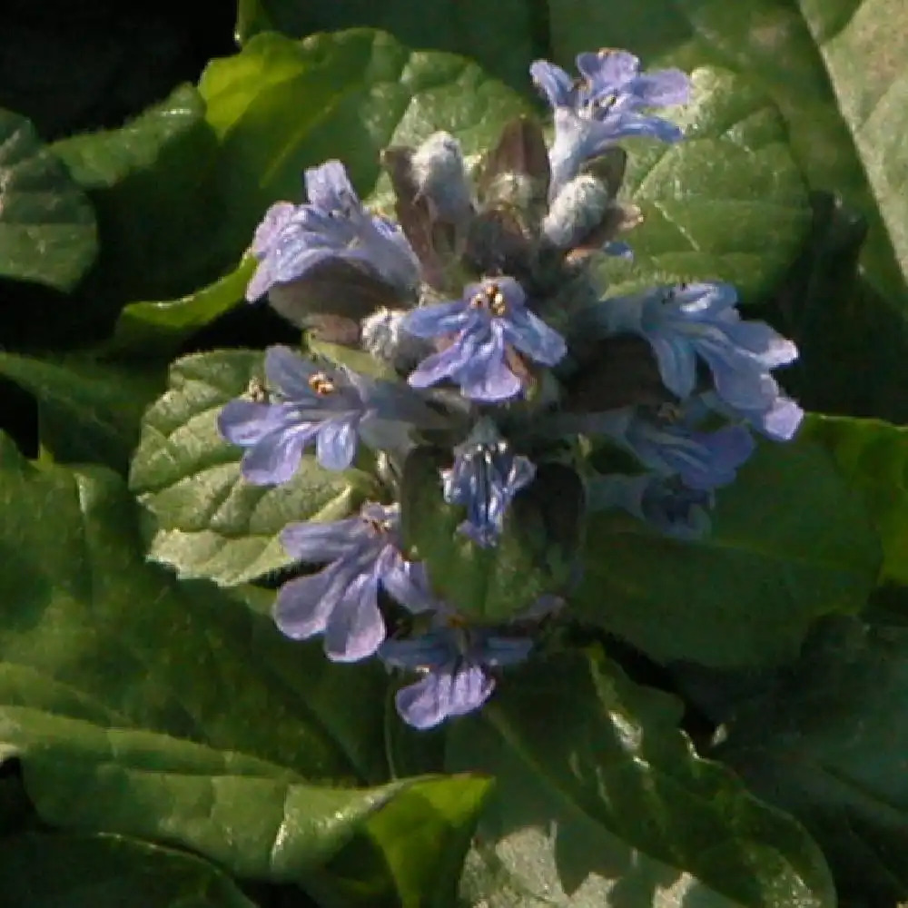 AJUGA reptans