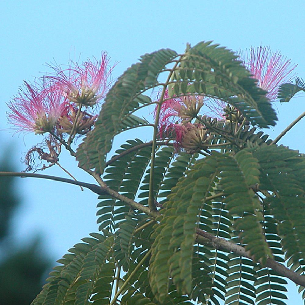 ALBIZIA julibrissin 'Ombrella'