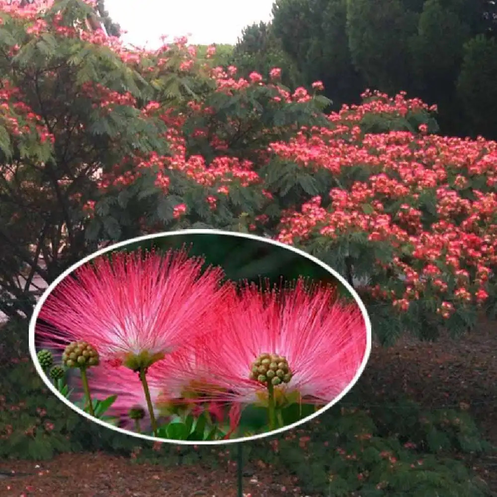 ALBIZIA julibrissin 'Rouge de Tuilière'