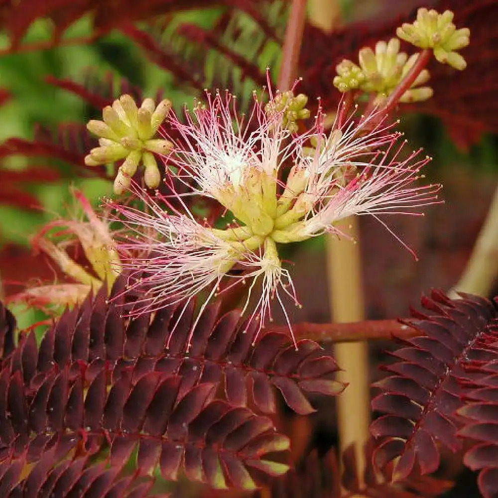 Arbre à Soie ‘Rouge Selection’ – Albizia Julibrissin – Pot 3-4 Litres – Fleurs Rouge Vif – Feuillage Décoratif – Rustique Jusqu’à -15°C
