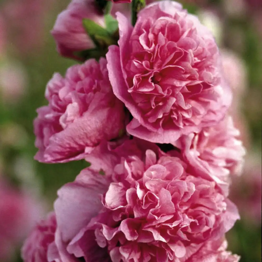 ALCEA rosea Chater's Double rose