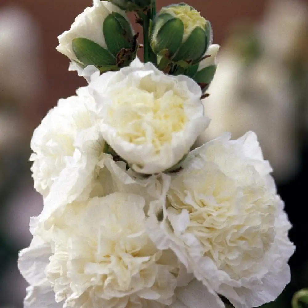ALCEA rosea Chater's Double blanc - Rose trémière à fleurs doubles -  pépinières Lepage Bretagne Bord de mer