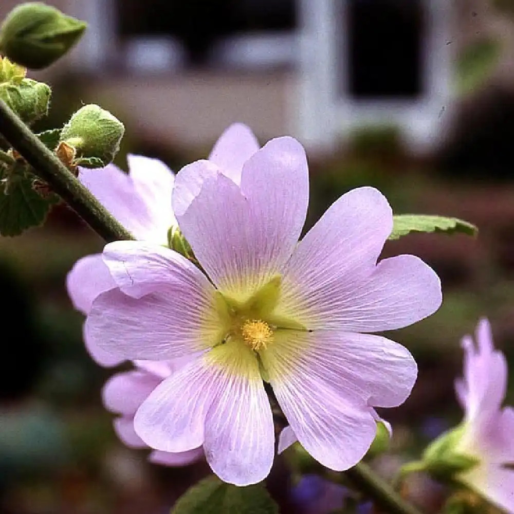 ALCEA rosea