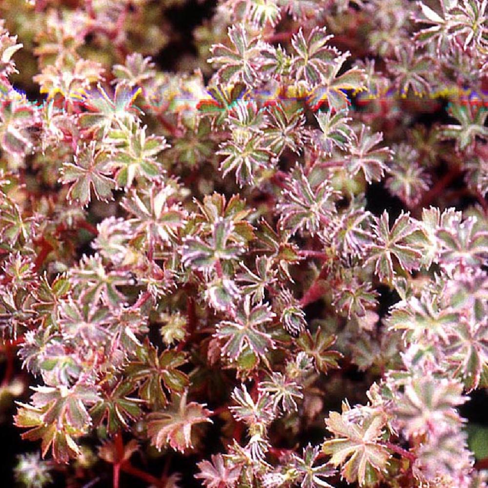 Alchemilla mollis (alchemille, porte-rosée) - Acheter sur