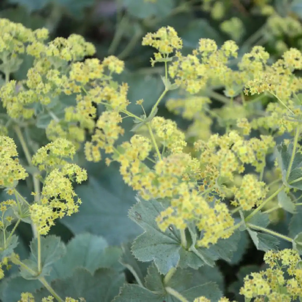 Alchemilla mollis (alchemille, porte-rosée) - Acheter sur