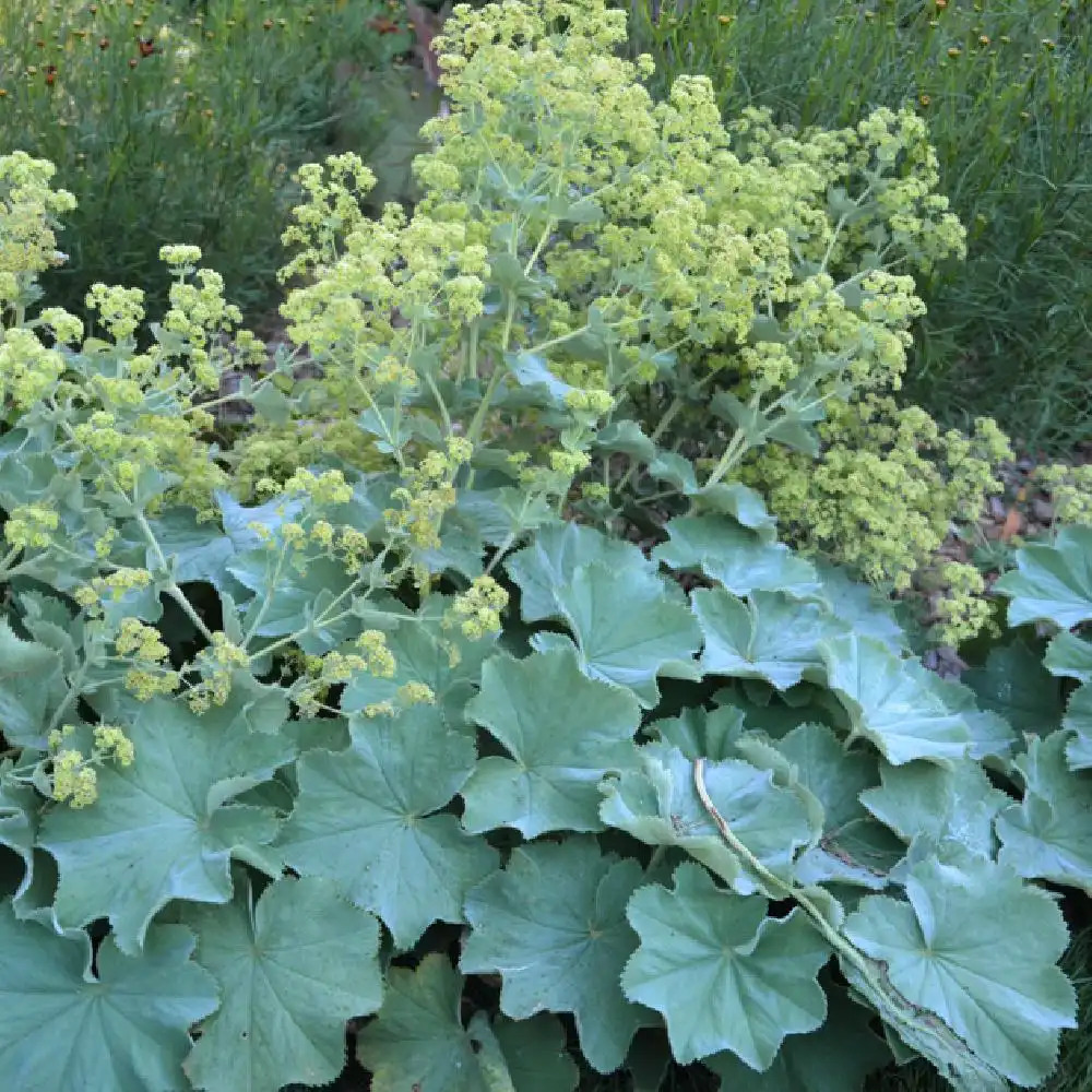 ALCHEMILLA mollis - Alchemille - pépinières Lepage Bretagne Bord