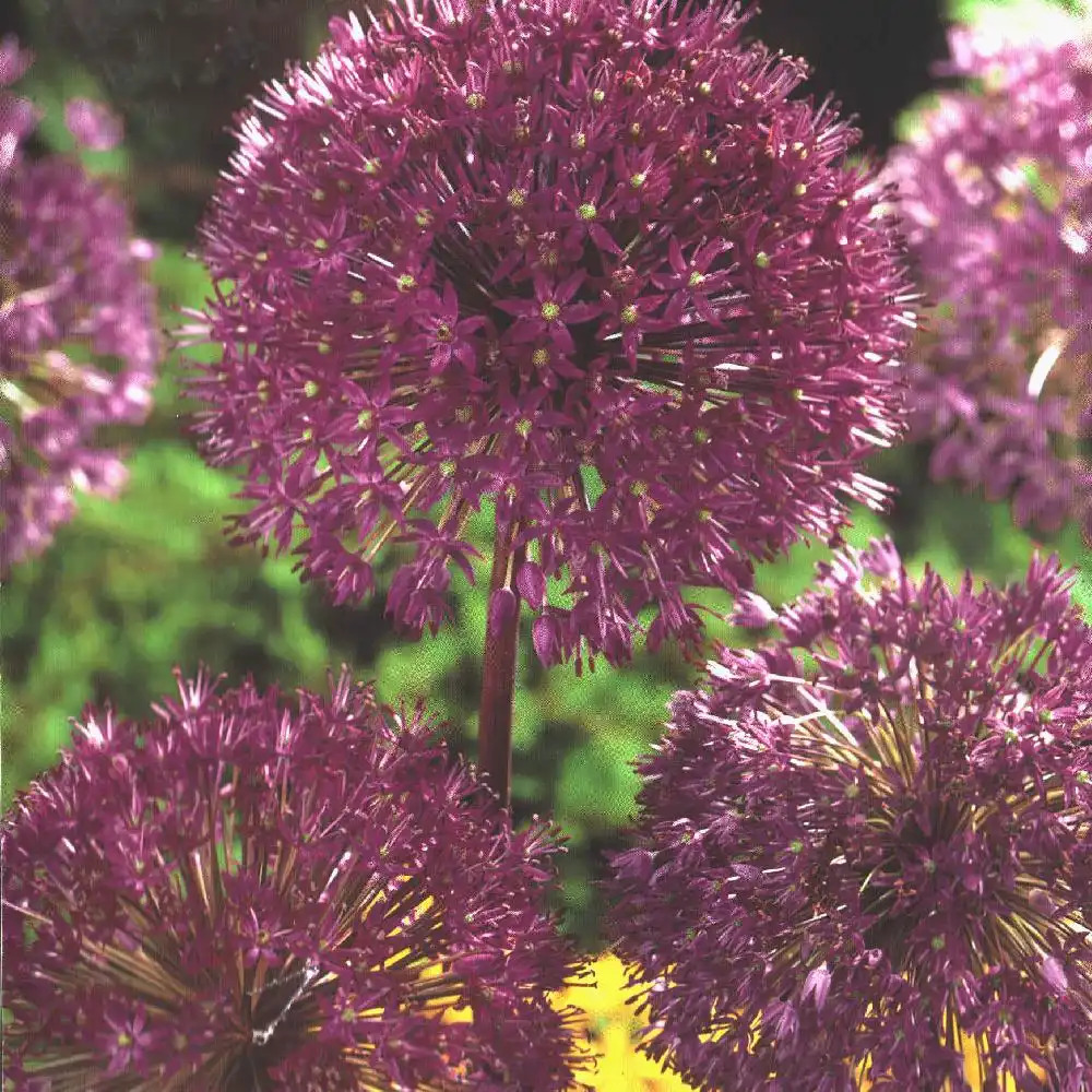 ALLIUM aflatunense 'Purple Sensation' (lot de 3)