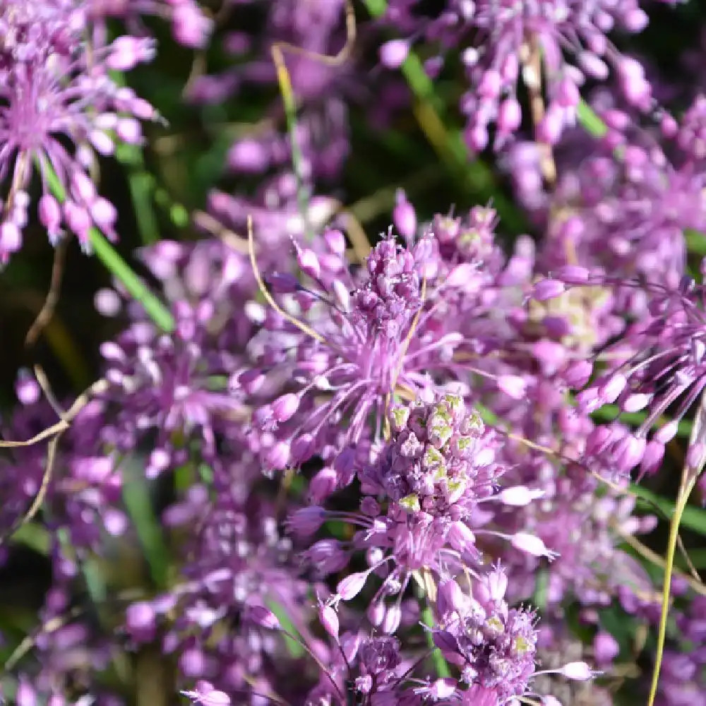 ALLIUM carinatum ssp. pulchellum (lot de 3)