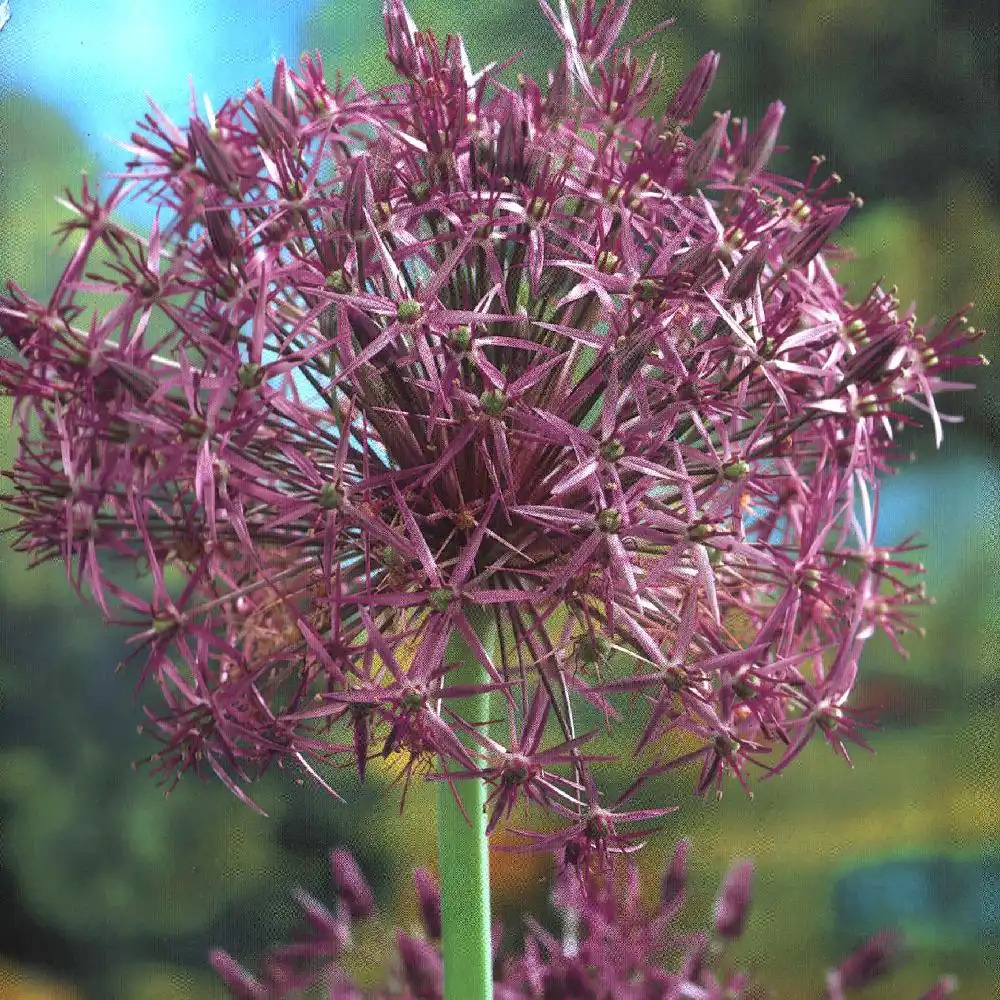 ALLIUM christophii (lot de 3)