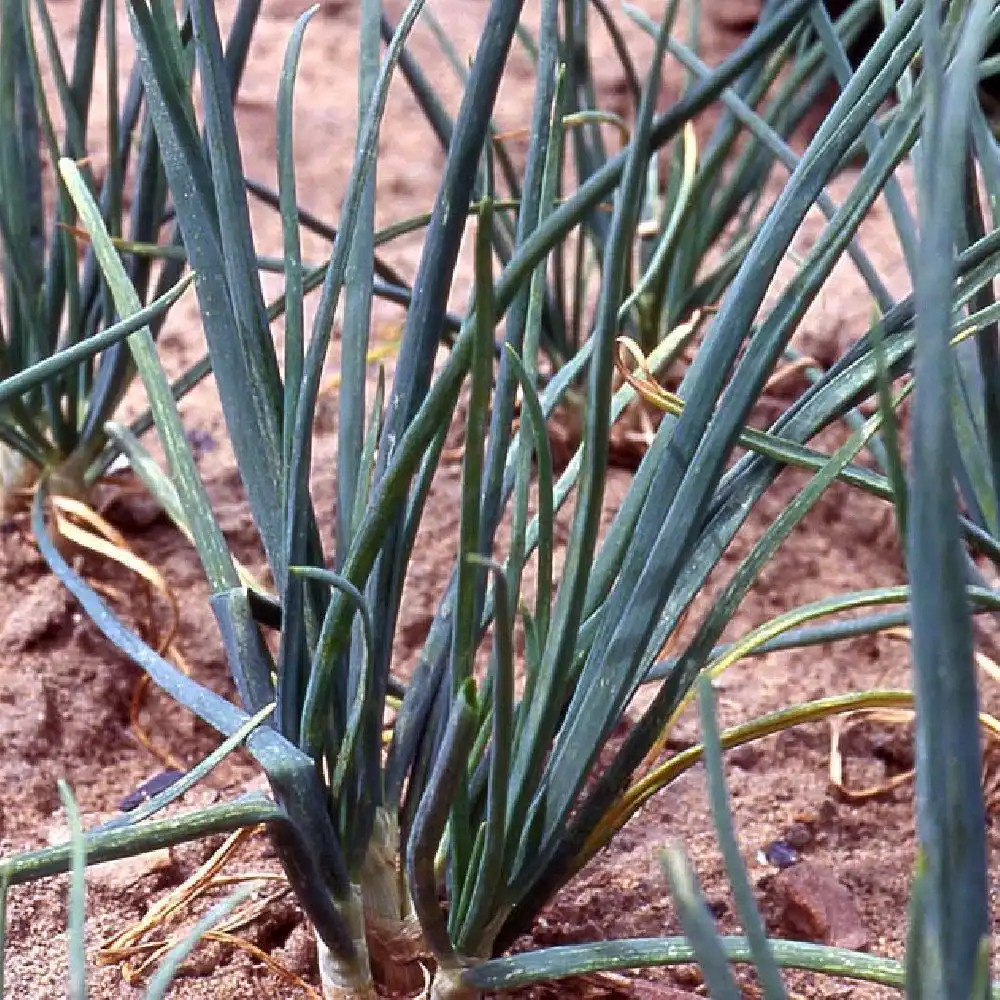 ALLIUM fistulosum