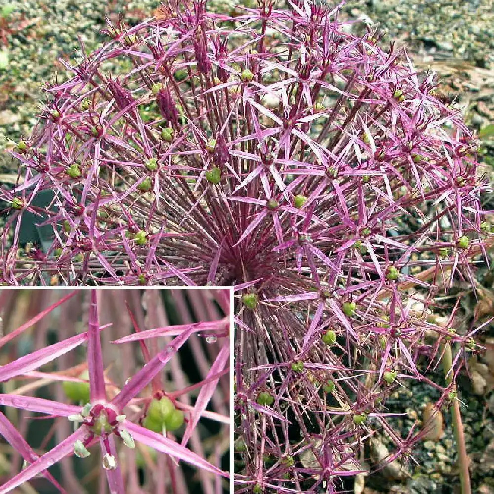 ALLIUM giganteum