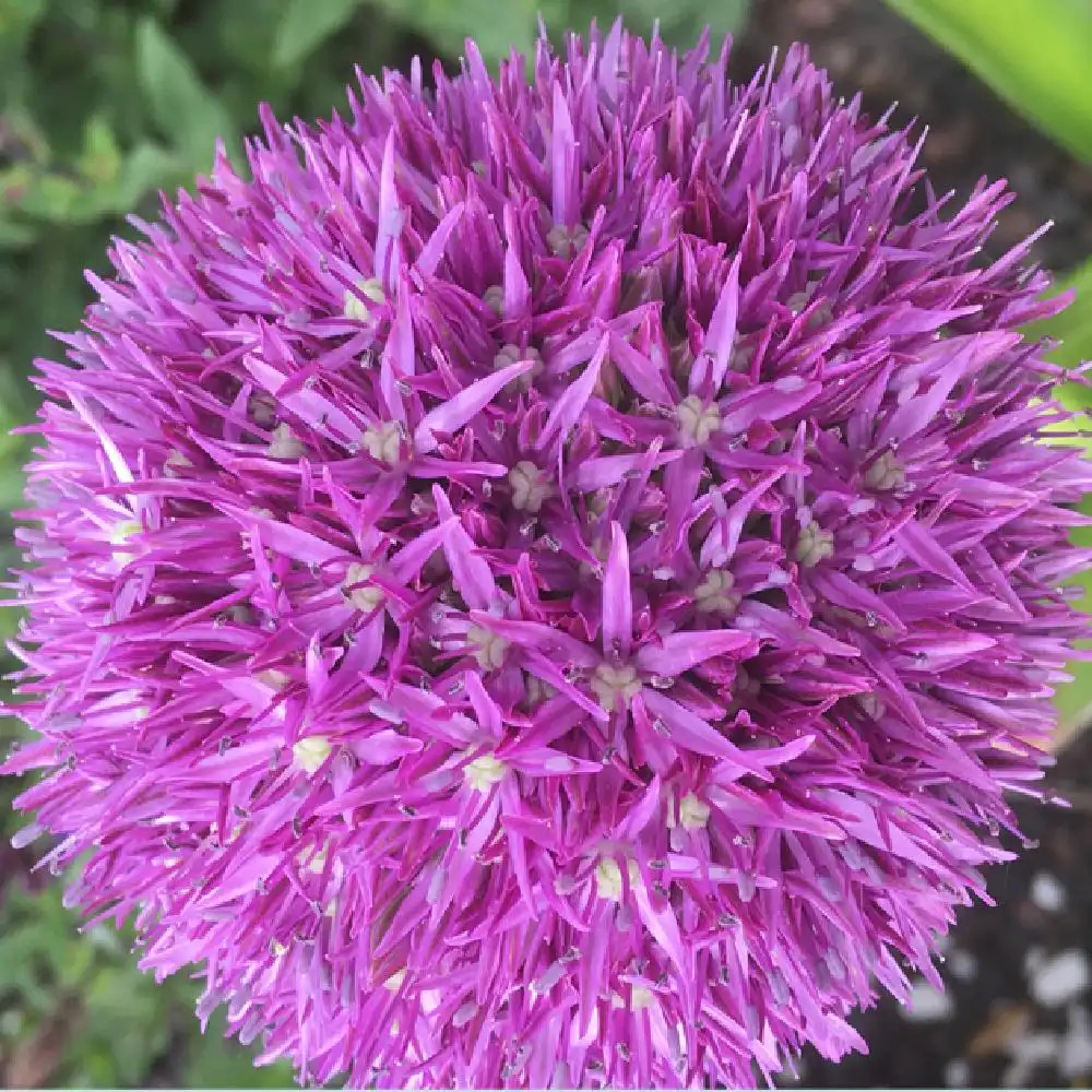 ALLIUM 'Globemaster'