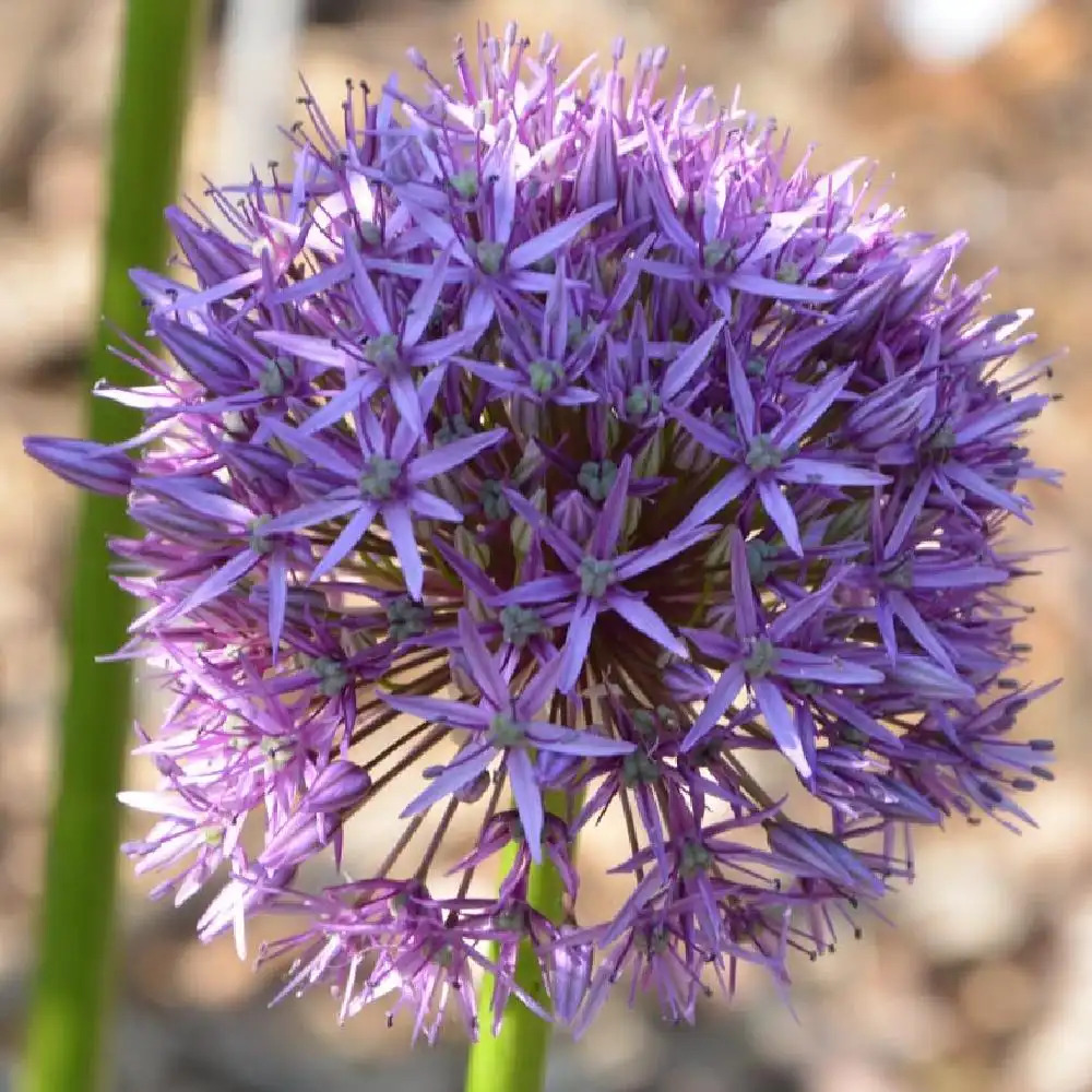 ALLIUM 'Gladiator'