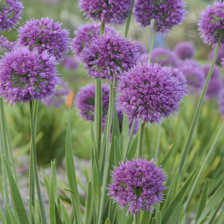 ALLIUM 'Lavender Bubbles'