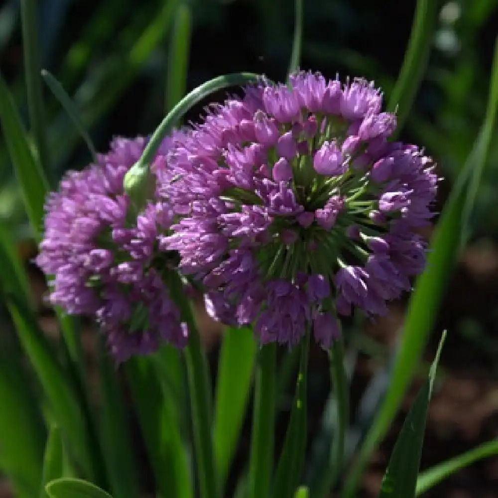 ALLIUM 'Millenium'