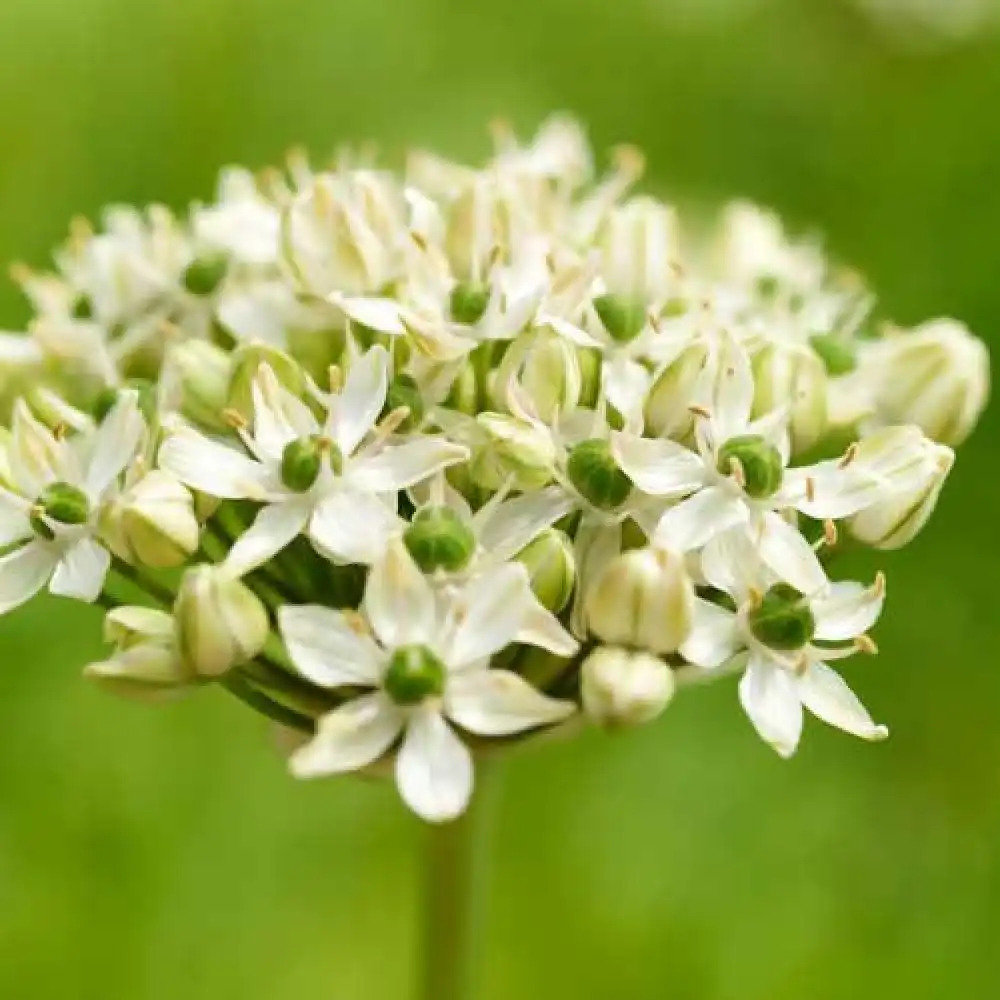 ALLIUM nigrum