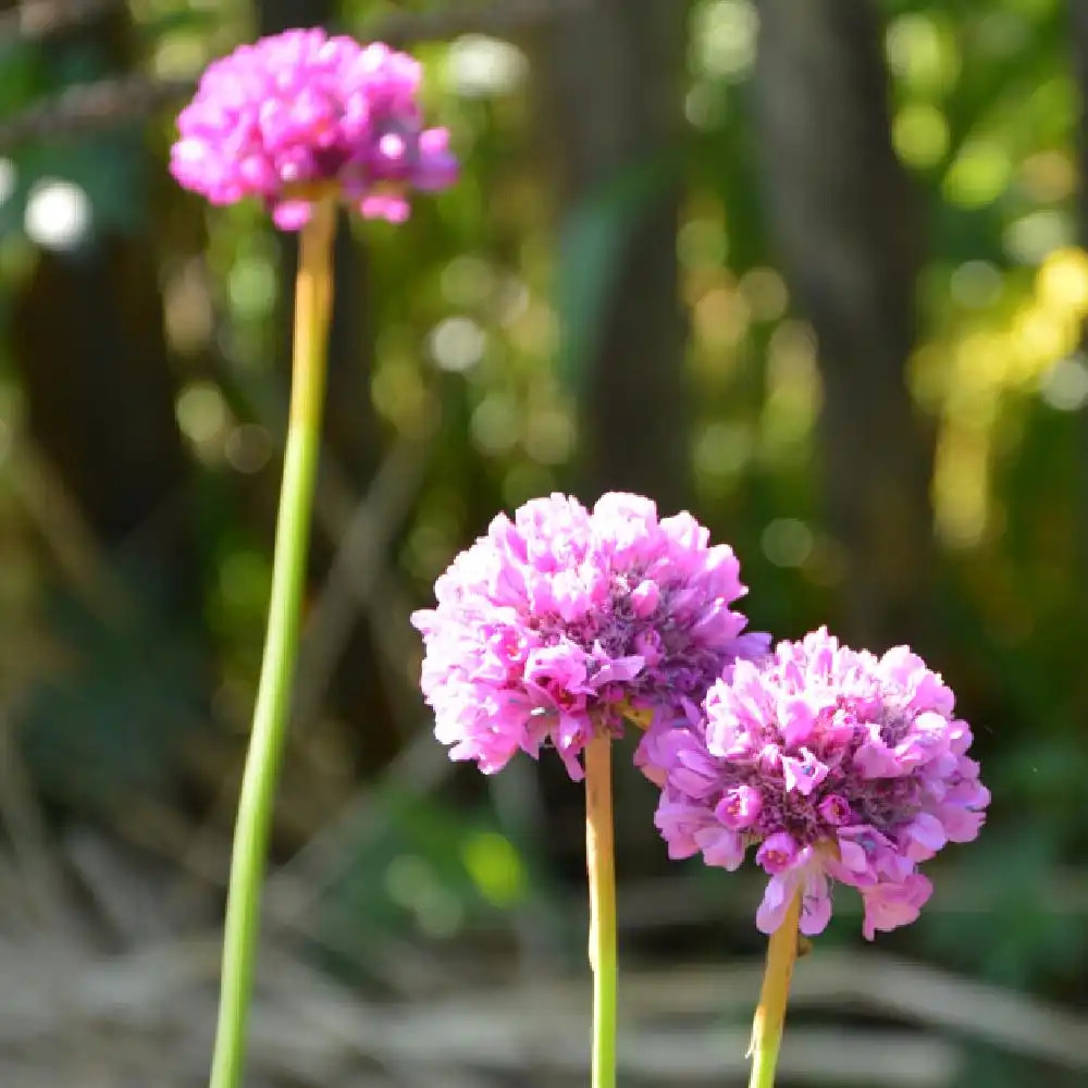 ALLIUM schoenoprasum