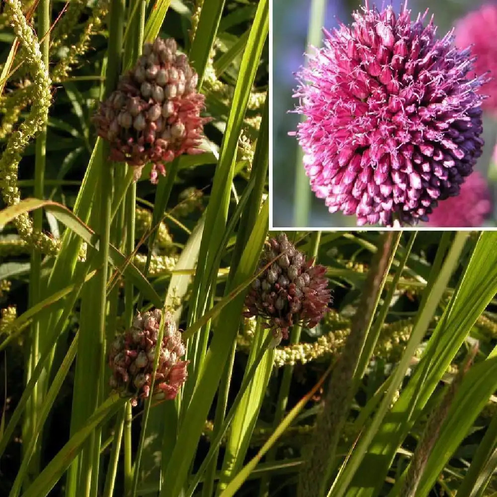 ALLIUM sphaerocephalum (lot de 5)