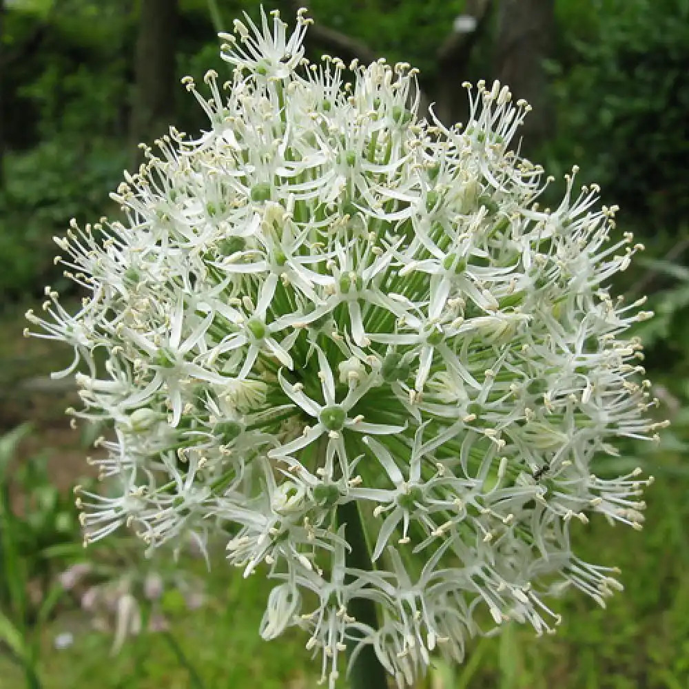 ALLIUM stipitatum 'Mount Everest'