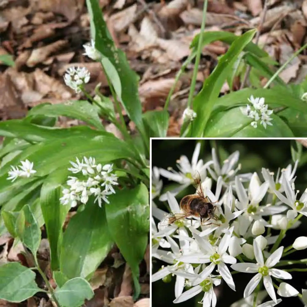 ALLIUM ursinum