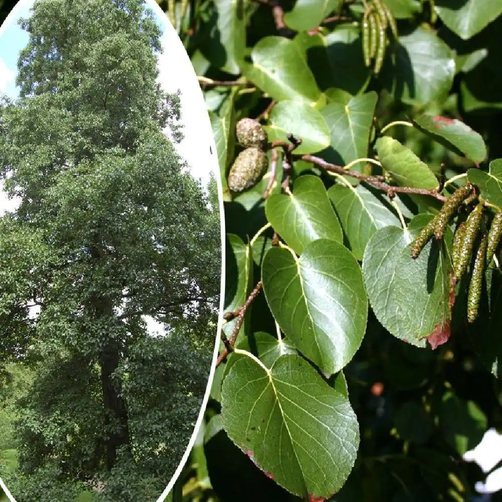 ALNUS cordata