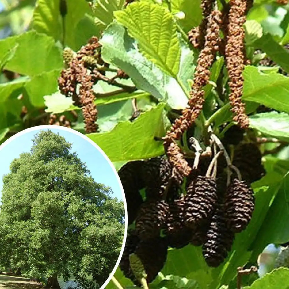 ALNUS glutinosa