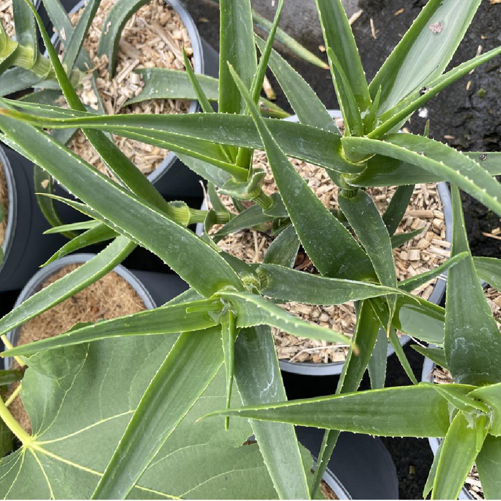 ALOE striatula