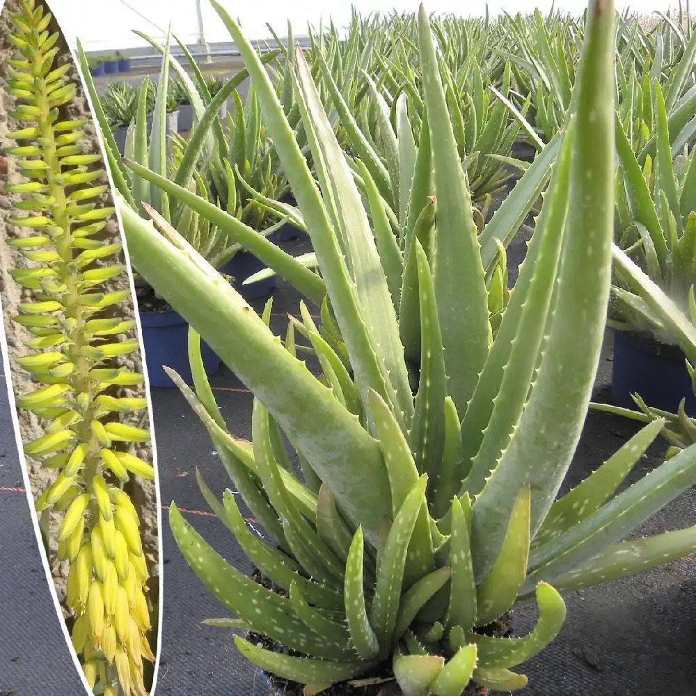 Aloe vera : plante, entretien, culture en pot