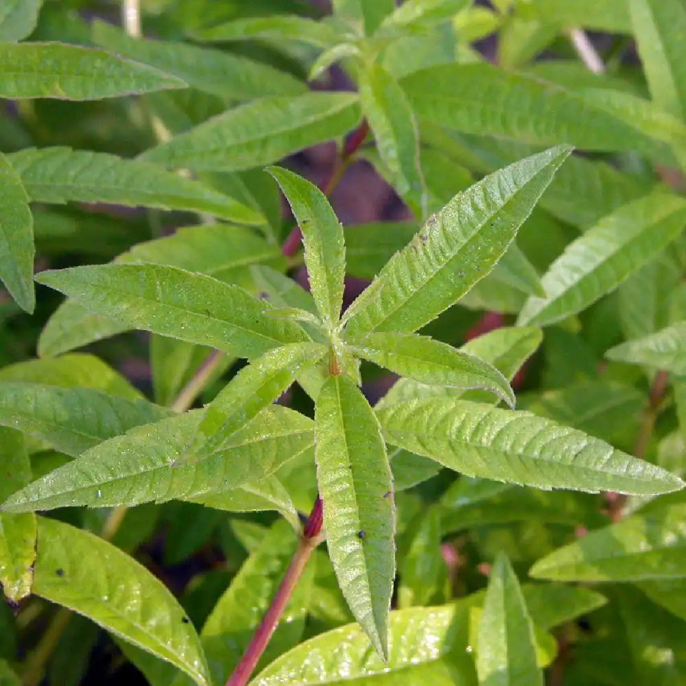 Verveine citronnelle, semis, plantation, entretien au jardin aroma