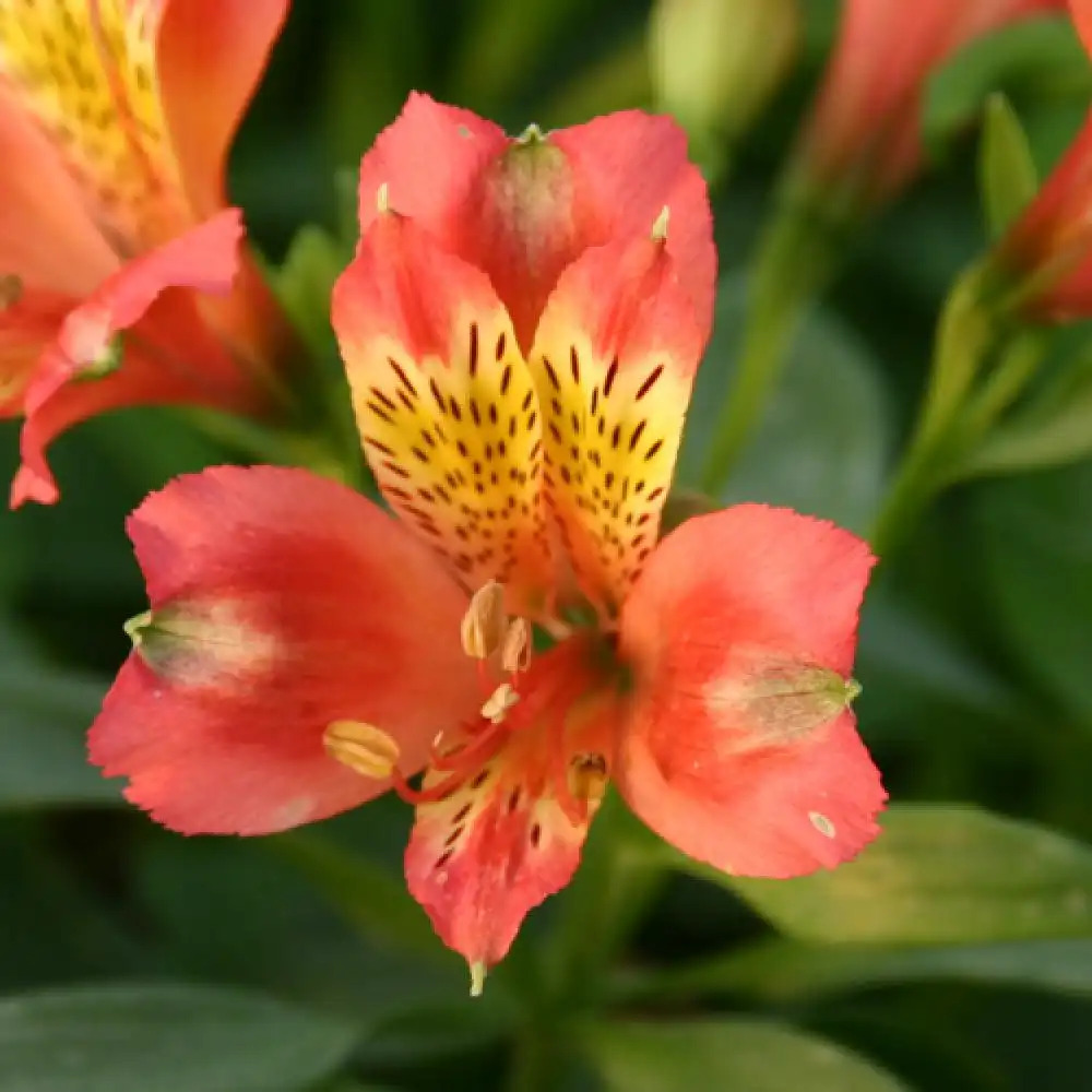 ALSTROEMERIA 'Alienor'