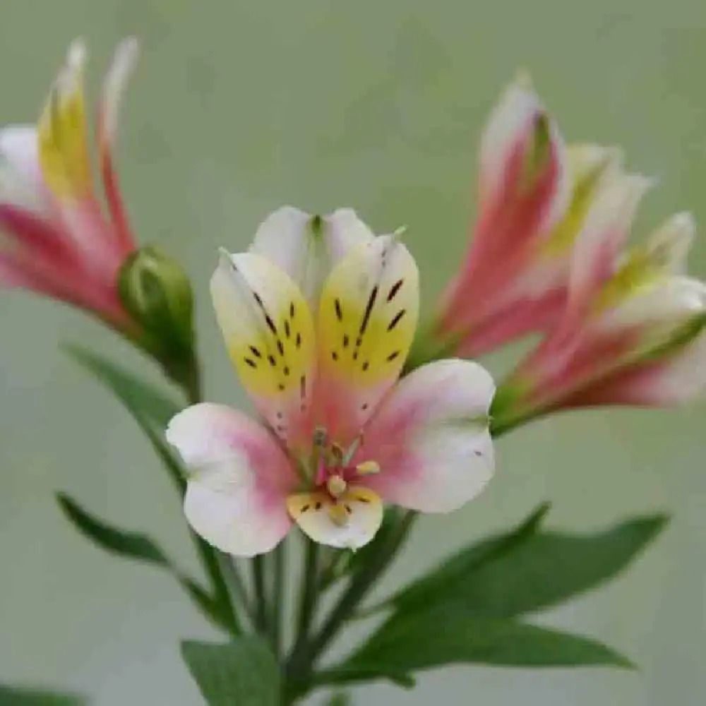 ALSTROEMERIA 'Anne'