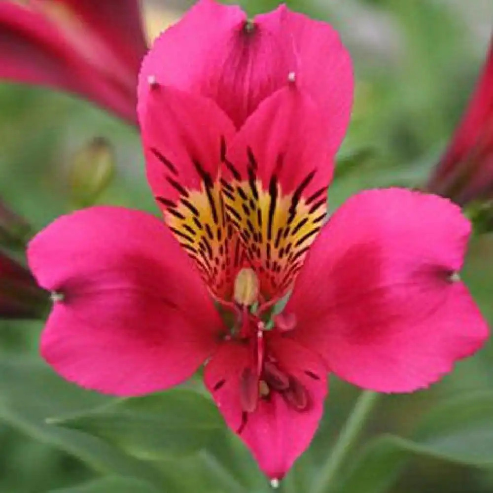 ALSTROEMERIA 'Arthur'