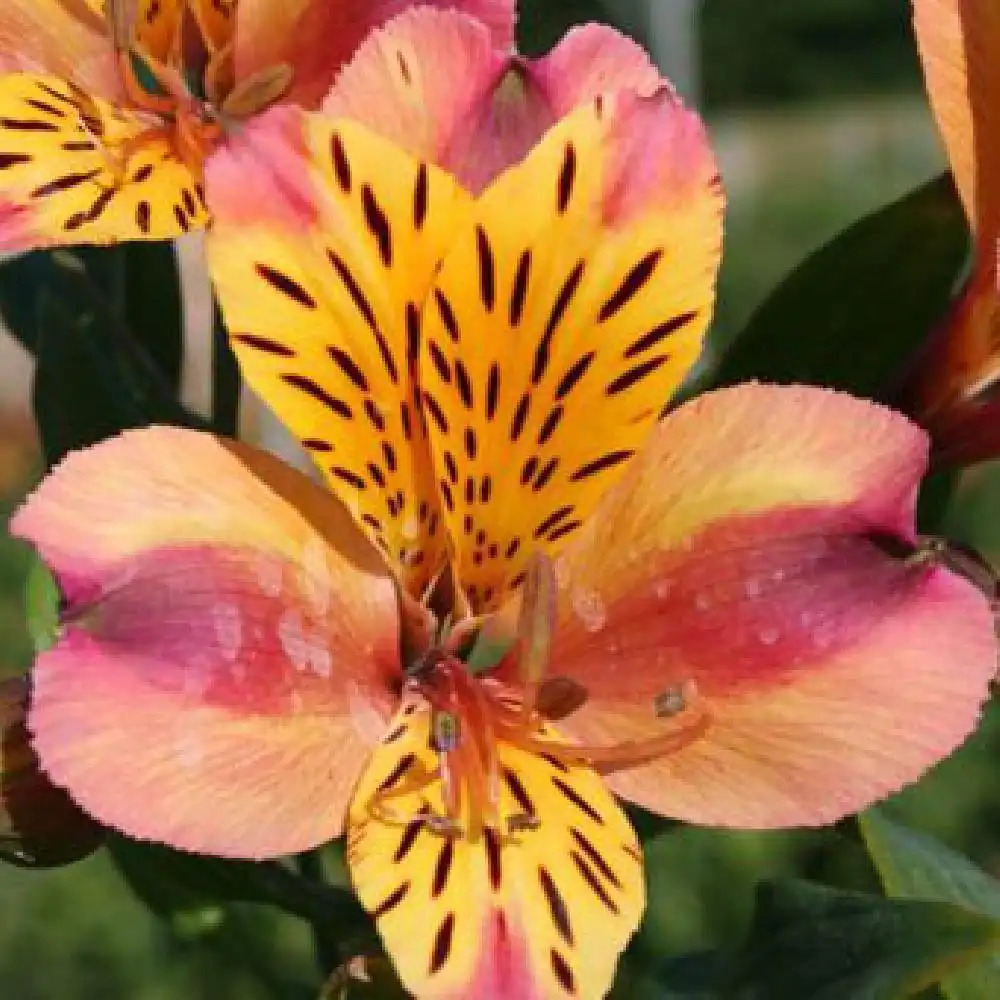 ALSTROEMERIA 'Aubance'