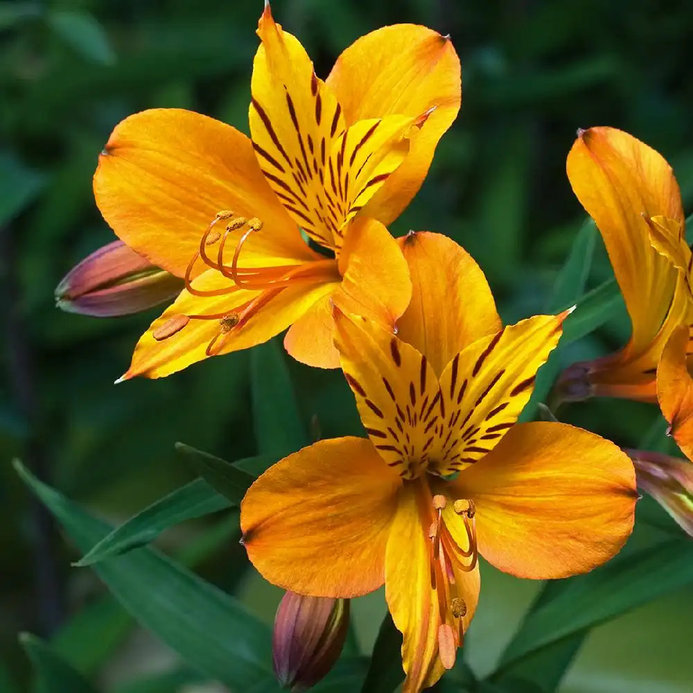 ALSTROEMERIA aurantiaca