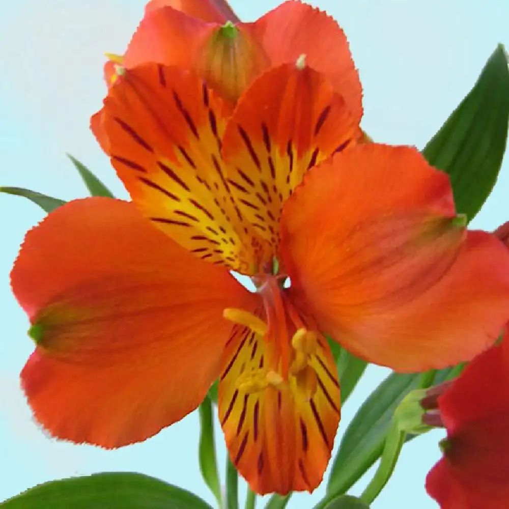 ALSTROEMERIA 'B�atrice'