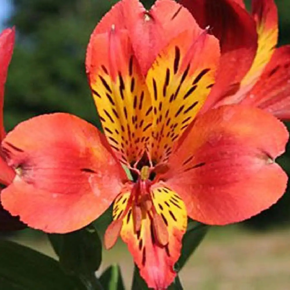 ALSTROEMERIA 'Brissac'