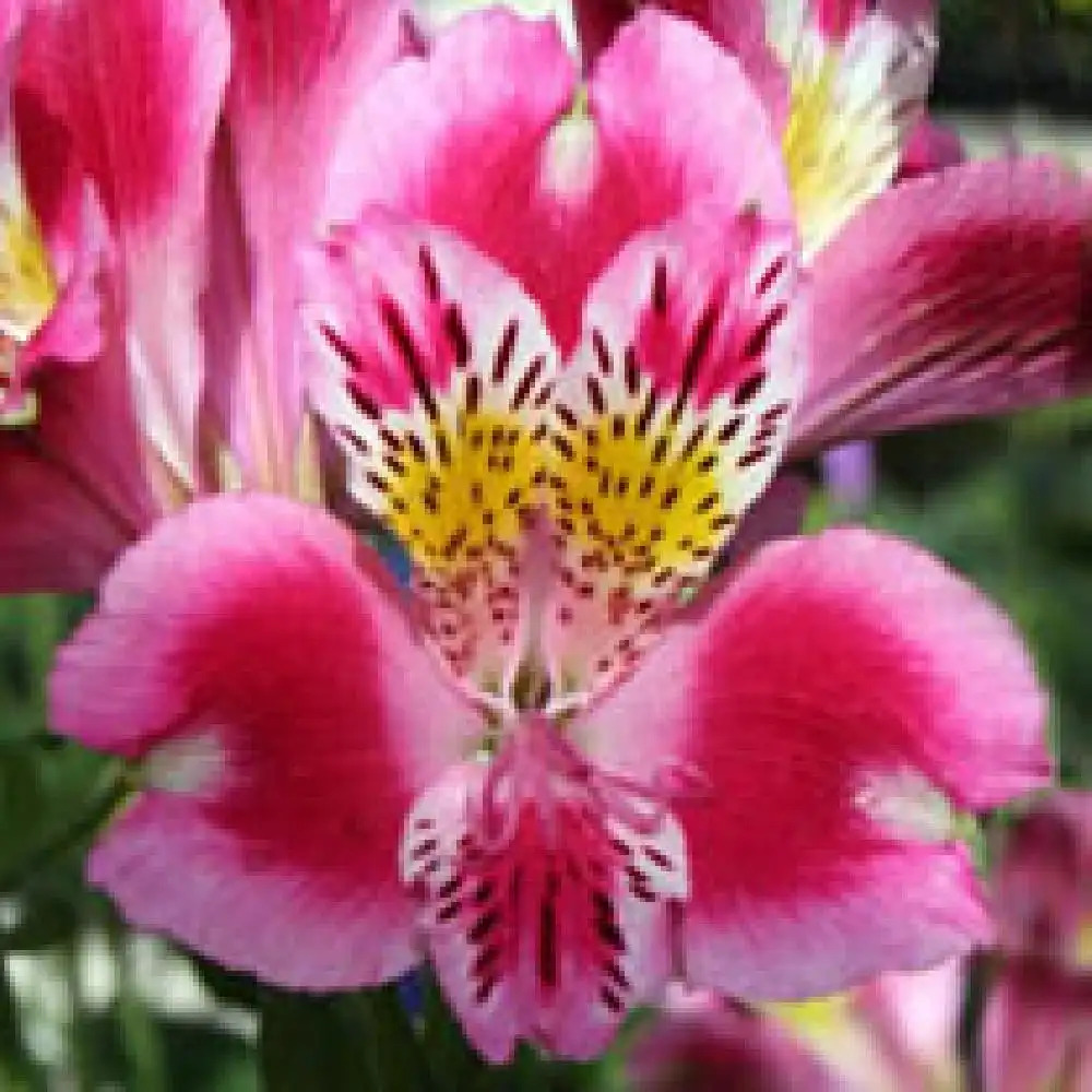 ALSTROEMERIA 'Caroline'