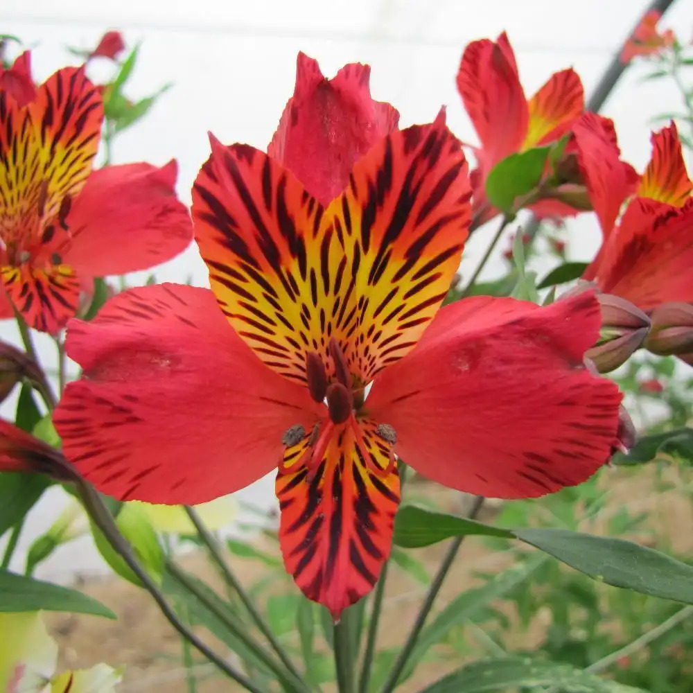 ALSTROEMERIA ‘Chinon’