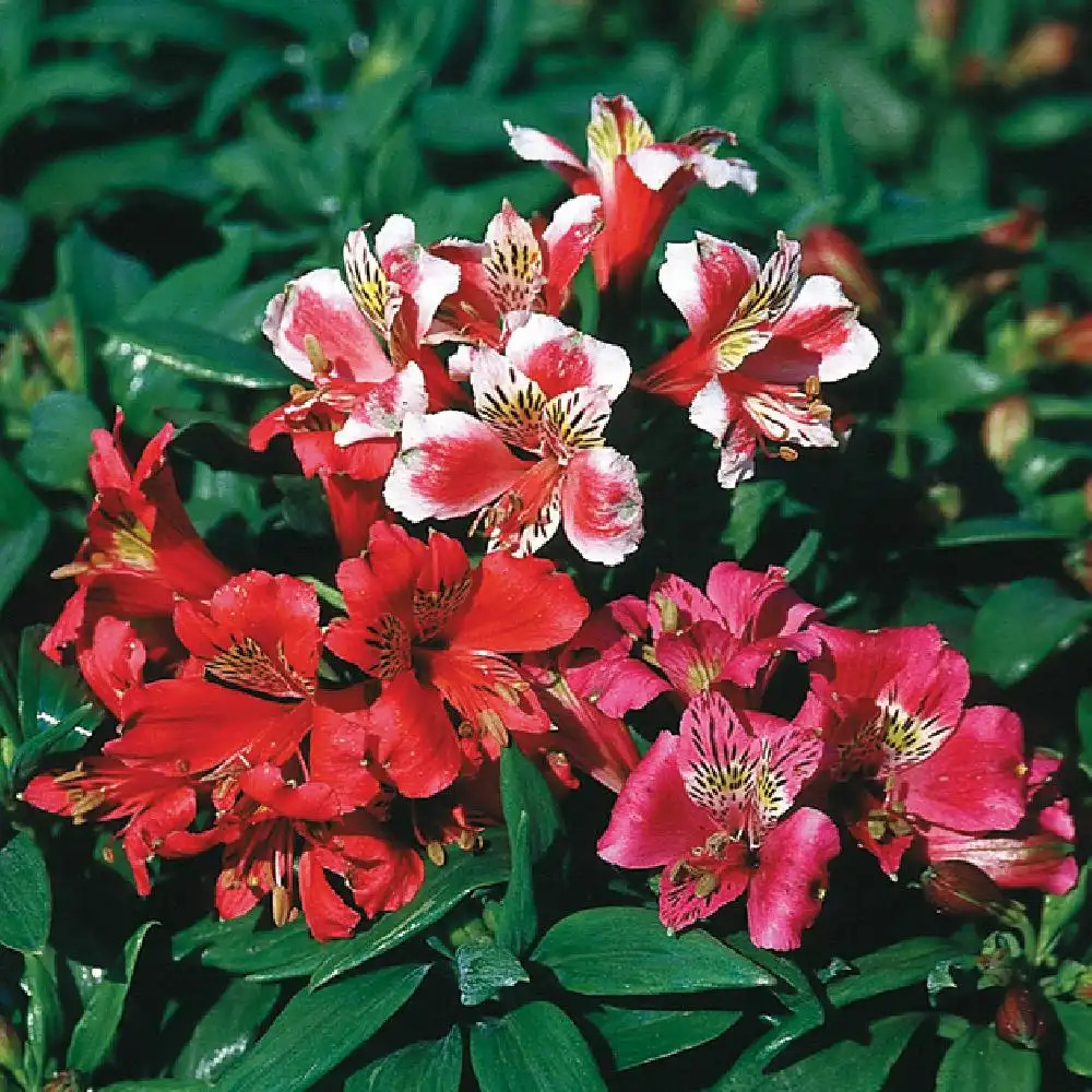 ALSTROEMERIA 'Dandy Candy'