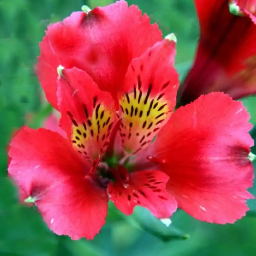 ALSTROEMERIA 'Diane'